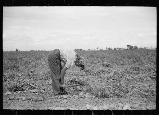 Untitled photo, possibly related to: Girl separating vines from potatoes, Rio Grande County, Colorado
