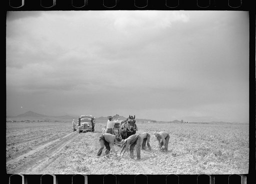 Picking potatoes in San Luis Valley, Rio Grande County, Colorado