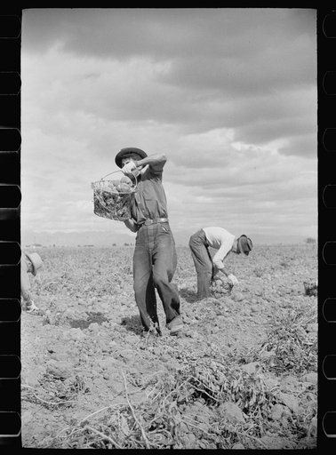 Workers in potato field, Rio Grande County, Colorado