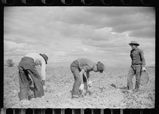 Untitled photo, possibly related to: Picking potatoes in San Luis Valley, Rio Grande County, Colorado