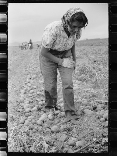 Girl worker in potato field, Rio Grande County, Colorado