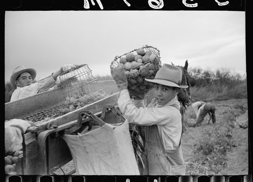 Potato pickers, Rio Grande County, Colorado