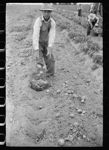Untitled photo, possibly related to: Young Spanish-American potato picker, Rio Grande County, Colorado