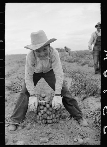 Young worker in potato field, Rio Grande County, Colorado