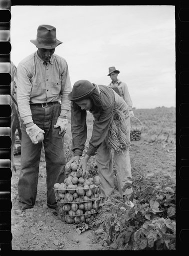 Girl potato picker. The twine she carries is for sewing potato sacks. Rio Grande County, Colorado