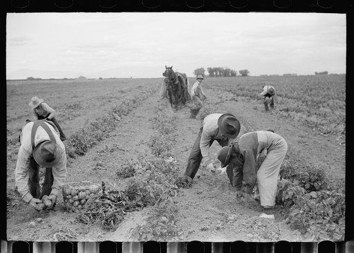 Potato picker, Rio Grande County, Colorado