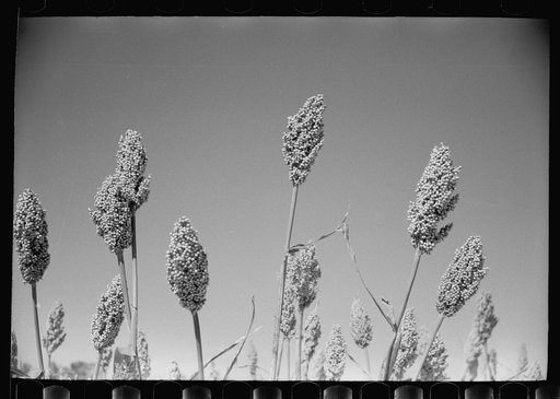 Corgo, feedcrop recommended by U.S. Dry Land Experiment Station, Akron, Colorado