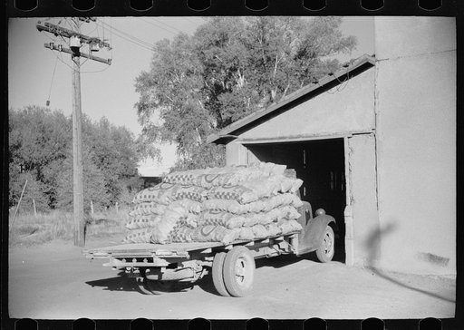 A truckload of potatoes entering the growers' cooperative warehouse, Monte Vista, Colorado