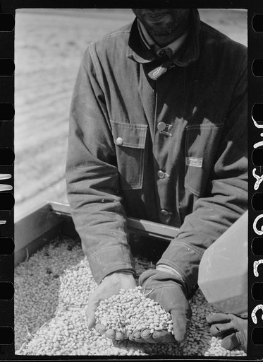 Untitled photo, possibly related to: Apolinar Rael, rehabiliation client, harvesting beans, Costilla County, Colorado, near Fort Garland