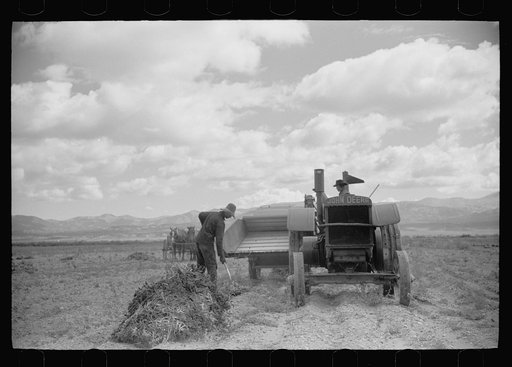 Untitled photo, possibly related to: Apolinar Rael, rehabiliation client, harvesting beans, Costilla County, Colorado, near Fort Garland