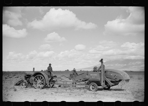 Untitled photo, possibly related to: Apolinar Rael, rehabiliation client, harvesting beans, Costilla County, Colorado, near Fort Garland