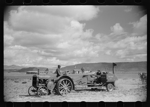 Untitled photo, possibly related to: Apolinar Rael, rehabiliation client, harvesting beans, Costilla County, Colorado, near Fort Garland