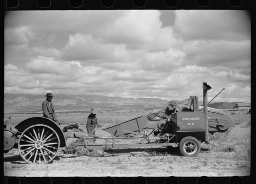 Untitled photo, possibly related to: Apolinar Rael, rehabiliation client, harvesting beans, Costilla County, Colorado, near Fort Garland