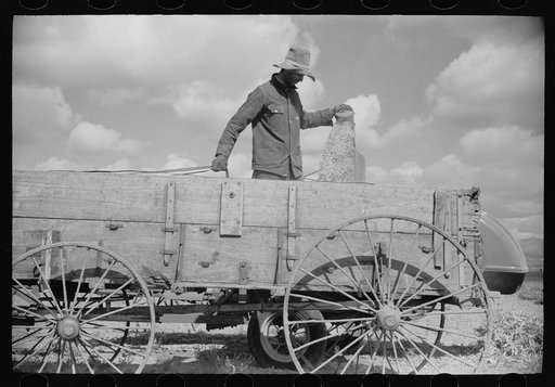 Untitled photo, possibly related to: Apolinar Rael, rehabiliation client, harvesting beans, Costilla County, Colorado, near Fort Garland
