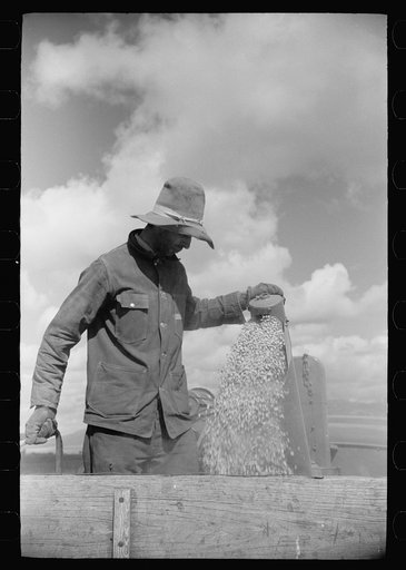 Untitled photo, possibly related to: Apolinar Rael, rehabiliation client, harvesting beans, Costilla County, Colorado, near Fort Garland