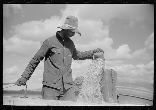 Apolinar Rael, rehabiliation client, harvesting beans, Costilla County, Colorado, near Fort Garland