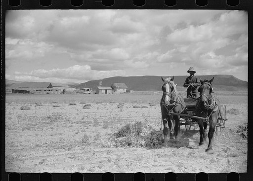 Apolinar Rael, rehabiliation client, harvesting beans, Costilla County, Colorado, near Fort Garland
