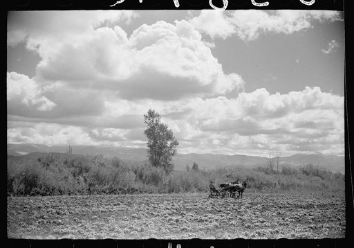 Cultivating lettuce in the field of a rehabilitation client near San Luis, Colorado