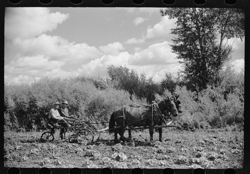 Spanish-American rehabilitation clients working in the field of their farm near San Luis, Colorado