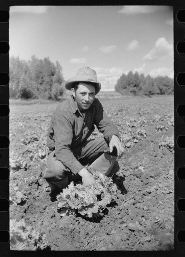 Modesto Sierra, rehabilitation client, displays some of the fine iceberg lettuce he produces on his farm in Costilla County, Colorado