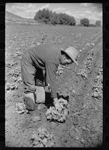 Untitled photo, possibly related to: Modesto Sierra, rehabilitation client, displays some of the fine iceberg lettuce he produces on his farm in Costilla County, Colorado