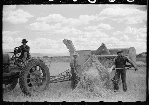 Untitled photo, possibly related to: Philipe Aranjo, rehabilitation client, harvesting wheat in Costilla County, Colorado
