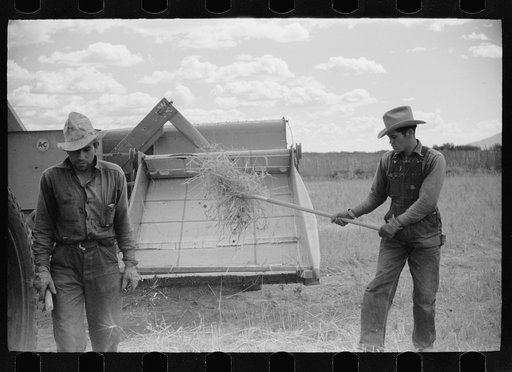 Untitled photo, possibly related to: Philipe Aranjo, rehabilitation client, harvesting wheat in Costilla County, Colorado