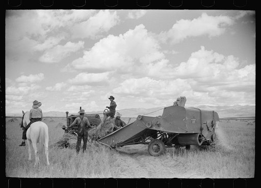 Untitled photo, possibly related to: Philipe Aranjo, rehabilitation client, harvesting wheat in Costilla County, Colorado