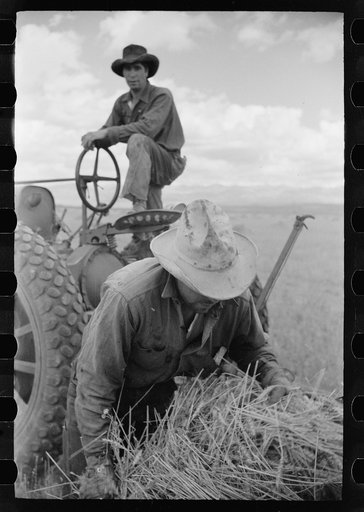 Untitled photo, possibly related to: Philipe Aranjo, rehabilitation client, harvesting wheat in Costilla County, Colorado