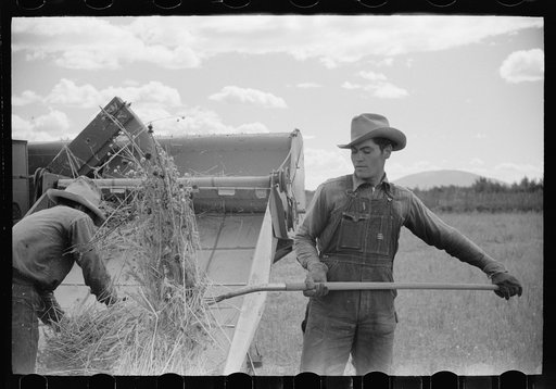 Philipe Aranjo, rehabilitation client, harvesting wheat in Costilla County, Colorado