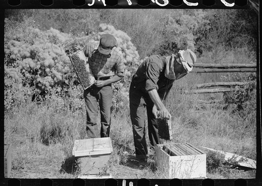 George Arnold and his son inspect some of the hives which produce a considerable amount of supplemental income on their farm in Chaffee County, Colorado