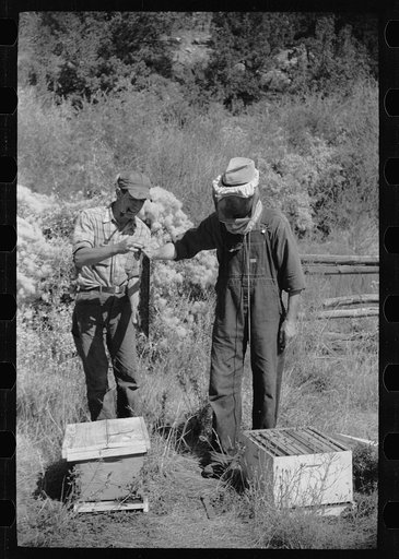 Untitled photo, possibly related to: Philipe Aranjo, rehabilitation client, harvesting wheat in Costilla County, Colorado