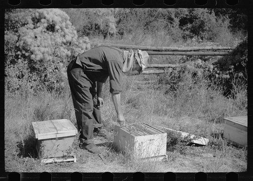 Untitled photo, possibly related to: Philipe Aranjo, rehabilitation client, harvesting wheat in Costilla County, Colorado
