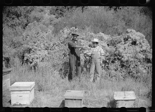 Untitled photo, possibly related to: Philipe Aranjo, rehabilitation client, harvesting wheat in Costilla County, Colorado