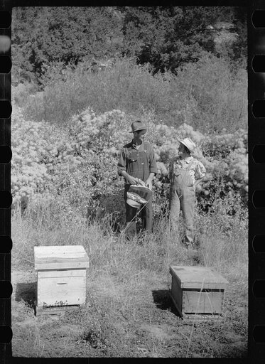 Untitled photo, possibly related to: Philipe Aranjo, rehabilitation client, harvesting wheat in Costilla County, Colorado