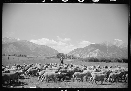 Elmo Temple, Chaffee County, Colorado rehabilitation client with a part of his flock of sheep