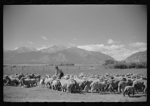 Untitled photo, possibly related to: Elmo Temple, Chaffee County, Colorado rehabilitation client with a part of his flock of sheep