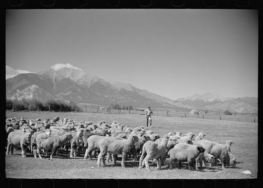 Untitled photo, possibly related to: Elmo Temple, Chaffee County, Colorado rehabilitation client with a part of his flock of sheep