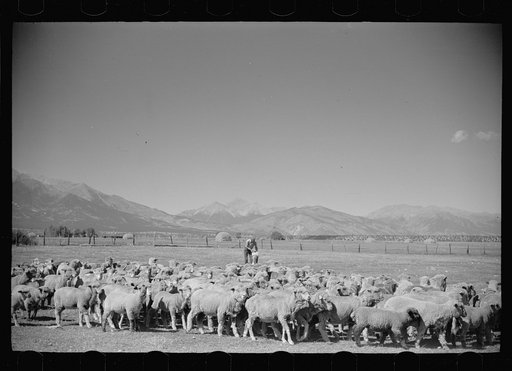 Untitled photo, possibly related to: Elmo Temple, Chaffee County, Colorado rehabilitation client with a part of his flock of sheep