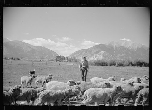 Untitled photo, possibly related to: Elmo Temple, Chaffee County, Colorado rehabilitation client with a part of his flock of sheep