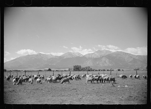 Untitled photo, possibly related to: Sheep on the farm of Elmo Temple, rehabilitation client in Chaffee County, Colorado