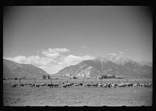 Sheep on the farm of Elmo Temple, rehabilitation client in Chaffee County, Colorado