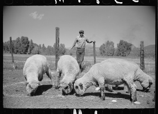 Elmo Temple, Chaffee County, Colorado rehabilitation client, with four purebred bucks