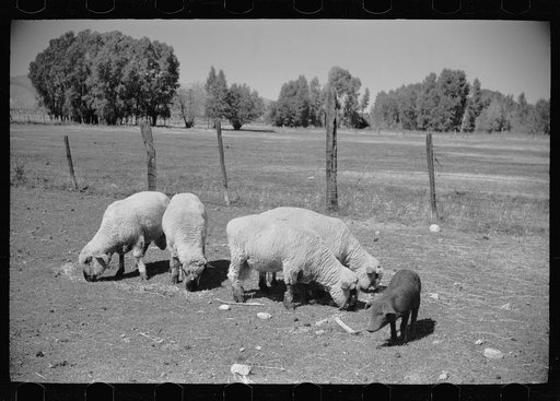 Untitled photo, possibly related to: Elmo Temple, Chaffee County, Colorado rehabilitation client, with four purebred bucks