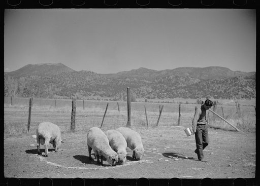 Untitled photo, possibly related to: Elmo Temple, Chaffee County, Colorado rehabilitation client, with four purebred bucks