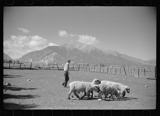 Untitled photo, possibly related to: Elmo Temple, Chaffee County, Colorado rehabilitation client, with four purebred bucks