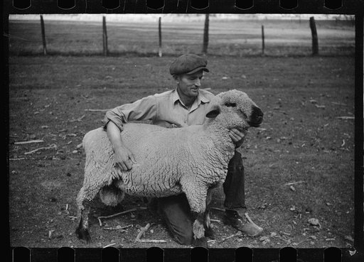 Untitled photo, possibly related to: Elmo Temple, Chaffee County, Colorado rehabilitation client, with four purebred bucks