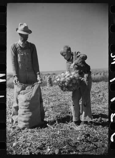 Child labor in the onion field, Delta County, Colorado
