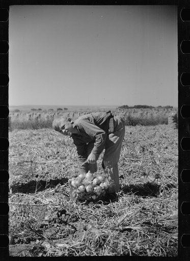 Child labor in the onion field, Delta County, Colorado