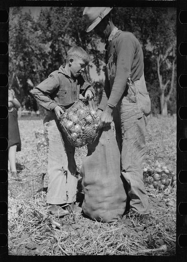 Untitled photo, possibly related to: Child labor in the onion field, Delta County, Colorado
